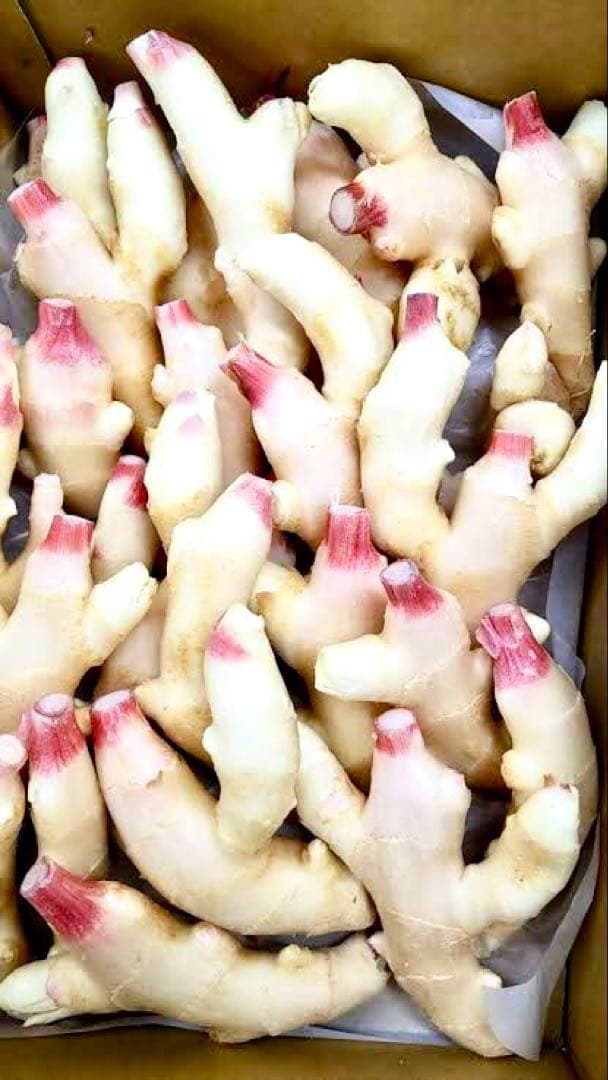 けん様　新生姜５キロ　おまけ野菜付き