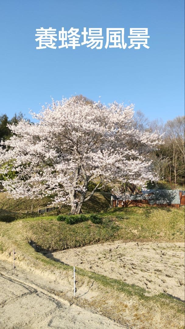 国産純粋はちみつ【1200グラム2本】無添加 　非加熱生蜂蜜