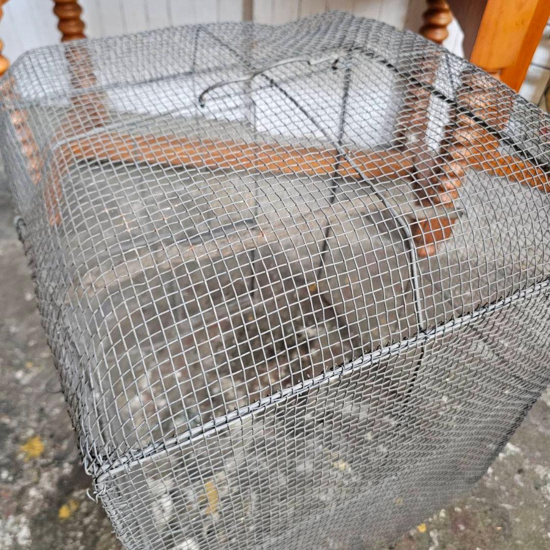 【p170/i9】大型 金属製 鳥かご ガーデニングにも 虫かご