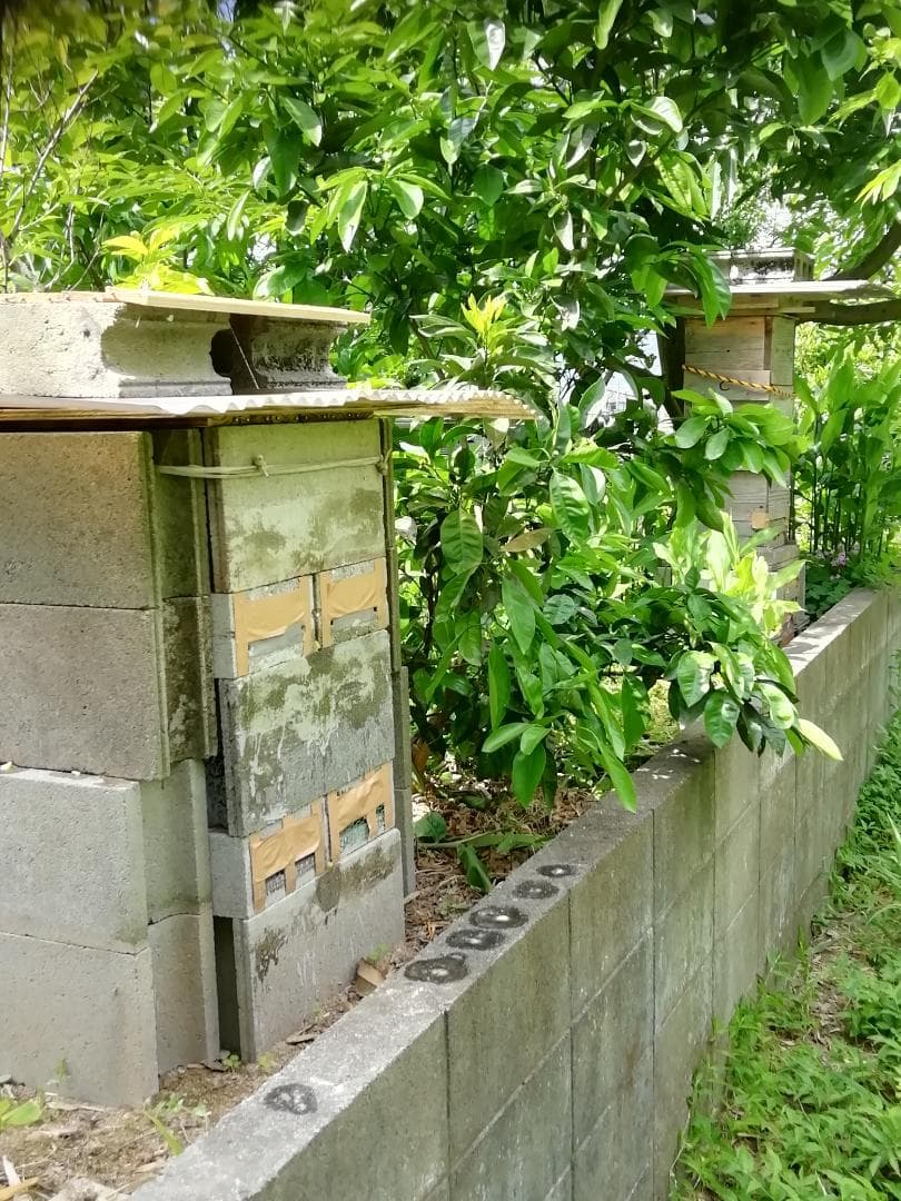 ♥️★特別限定品『100%純粋春蜜と標準完熟春蜜の食べ比べ』コラボ２瓶セット