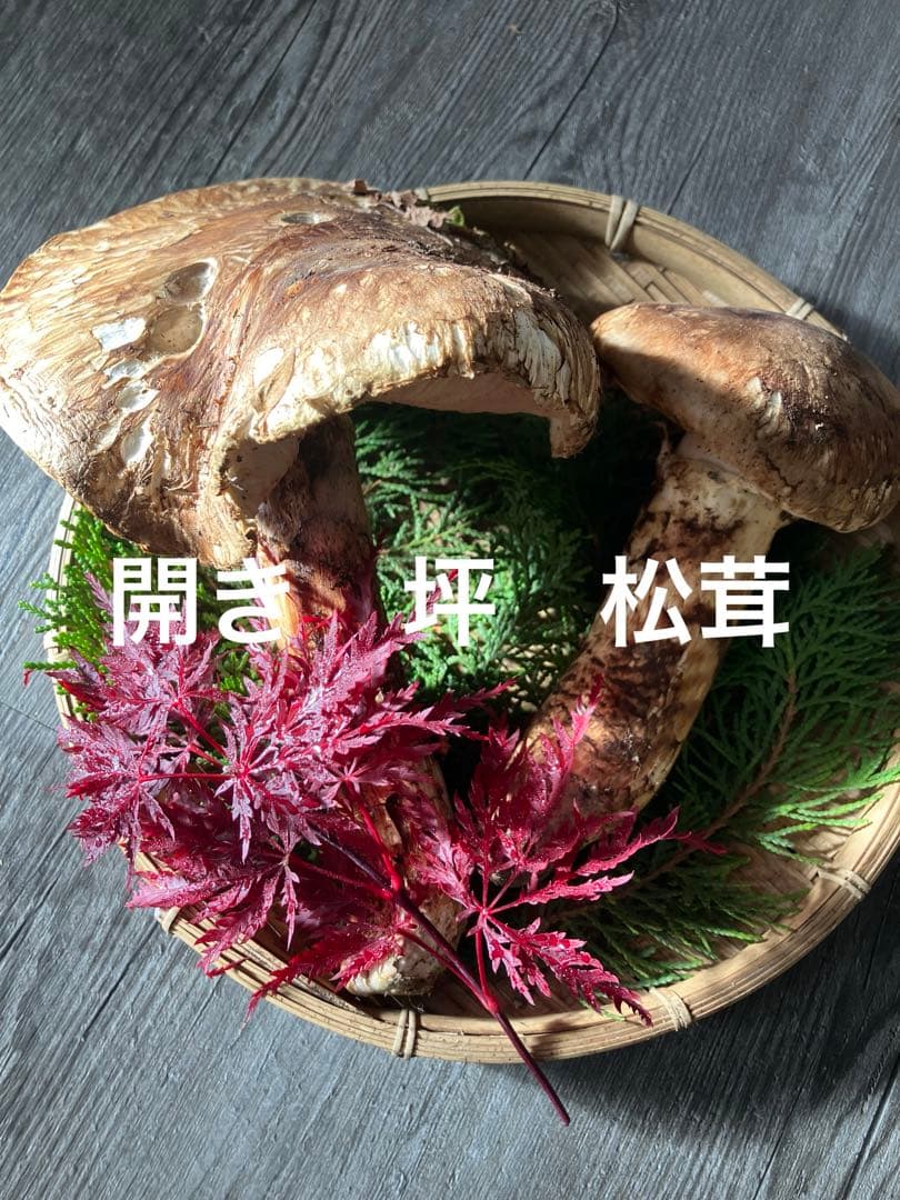 今季‼️最後♪岩手県産　松茸　2本　270g