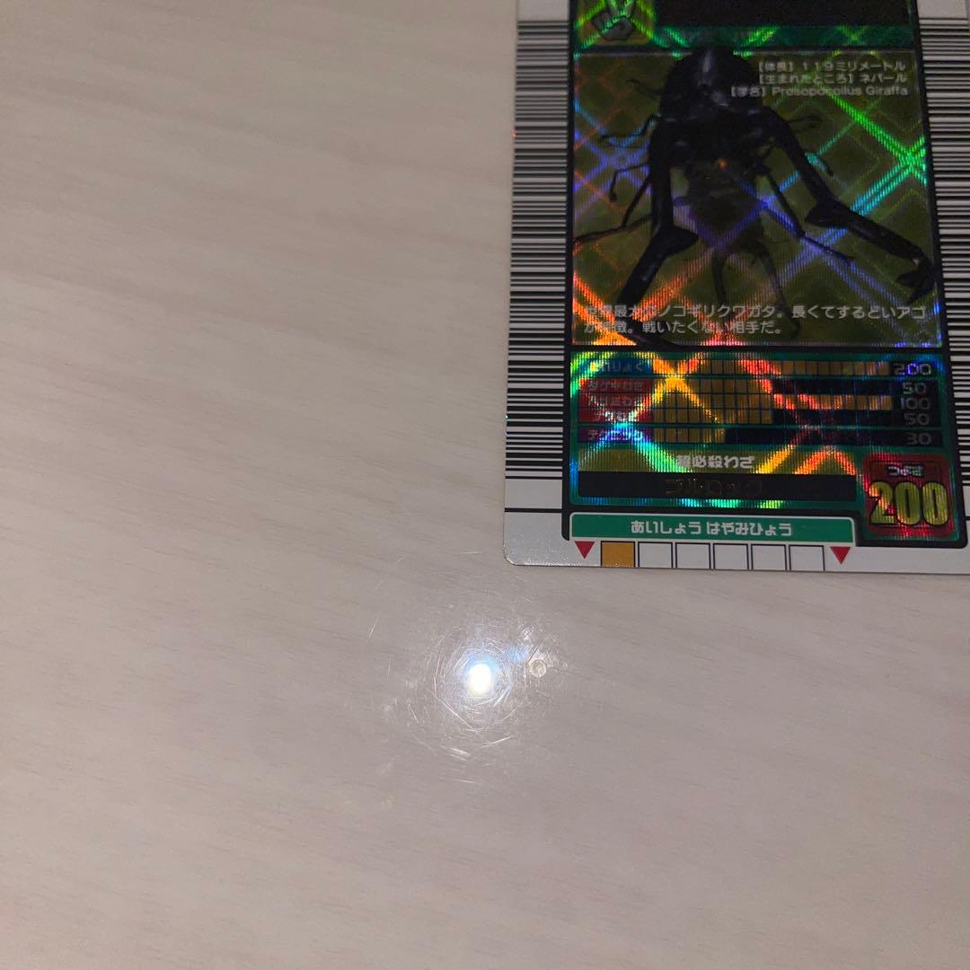 キラファノコギリクワガタ