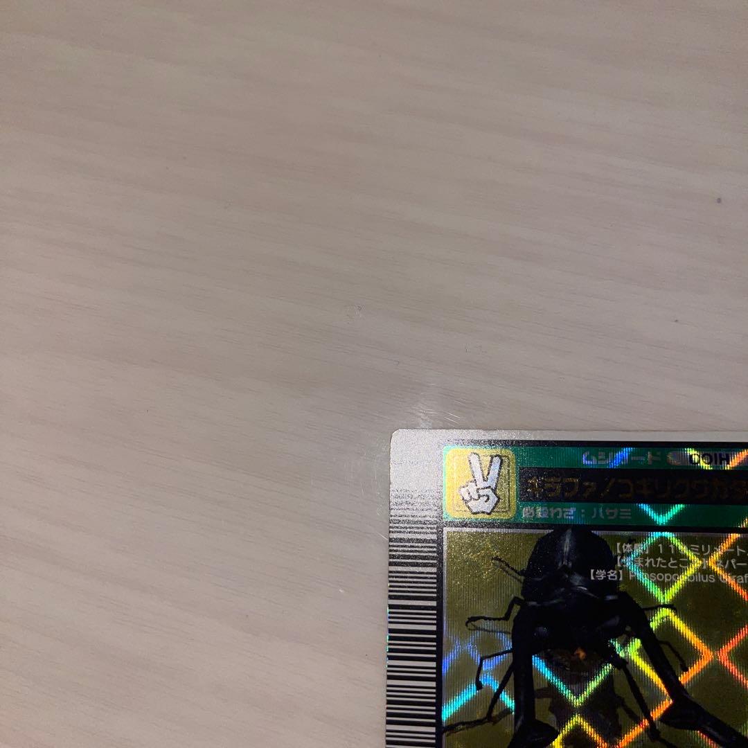 キラファノコギリクワガタ