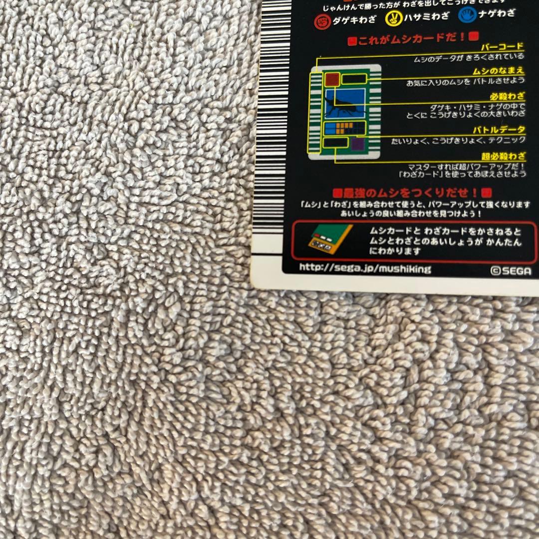 キラファノコギリクワガタ