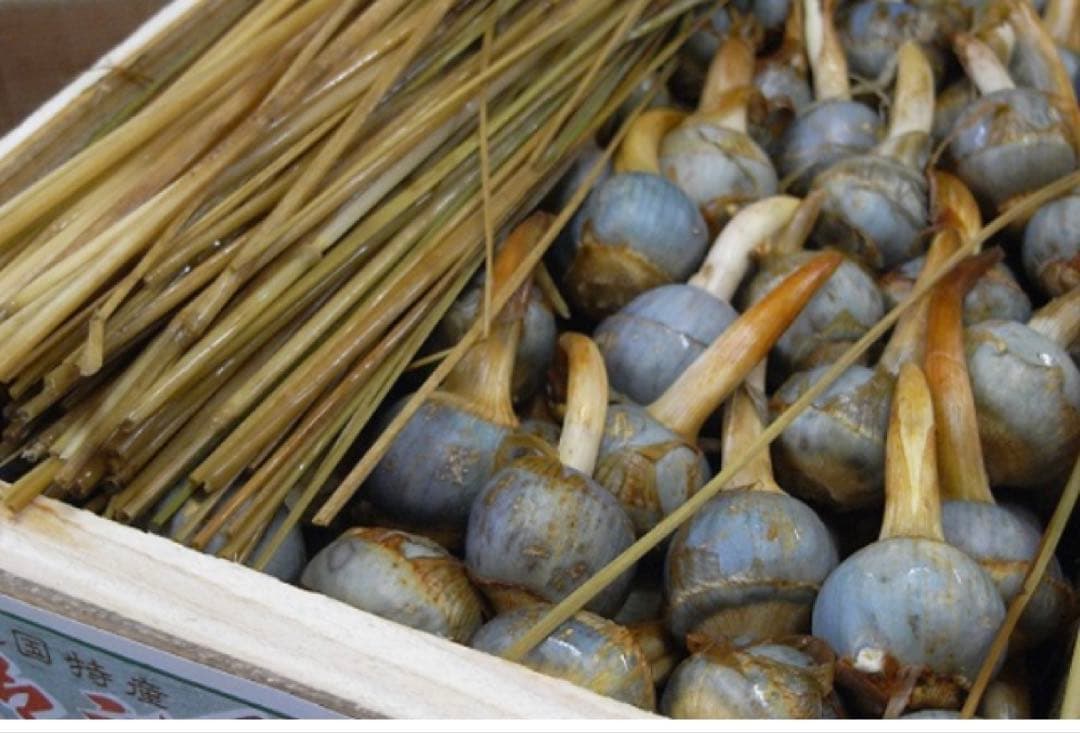 能登野菜　神子原特産　くわい2kg 2Ｌサイズ秀品