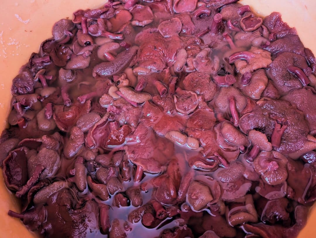 【kyon8】塩漬けアミタケ2kg＊能登産