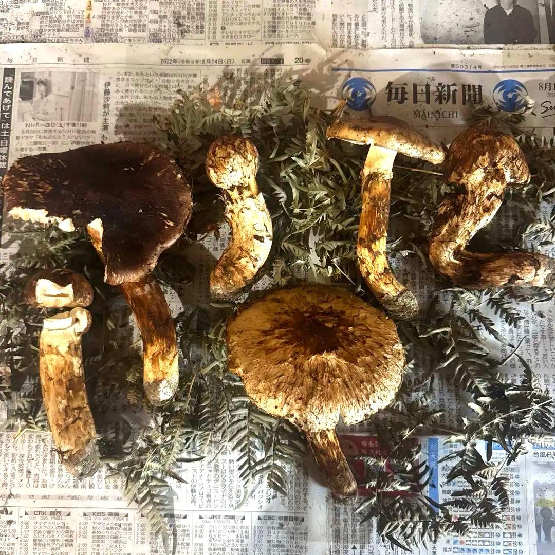 岩手県産松茸 本日収穫 372ｇ