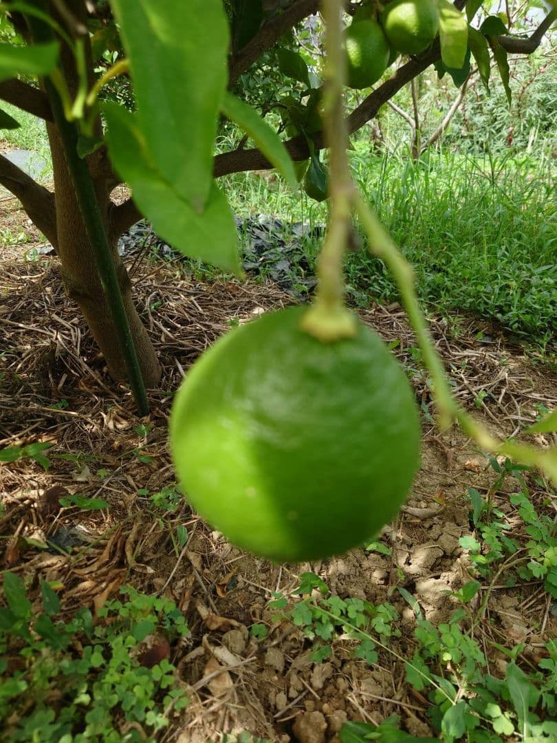 有機栽培 ベルガモット 果実 黄緑色 ３キロ 送料無料