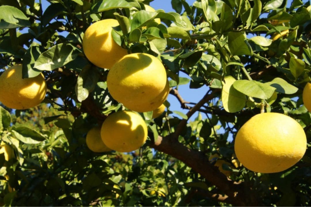 大玉限定☆ご家庭用　高知特産土佐文旦4L〜3L 13〜18玉入り約10㎏ 2箱