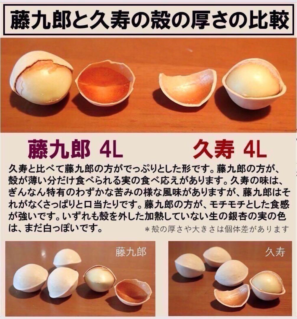 キムチ　藤九郎銀杏　4L 8kg