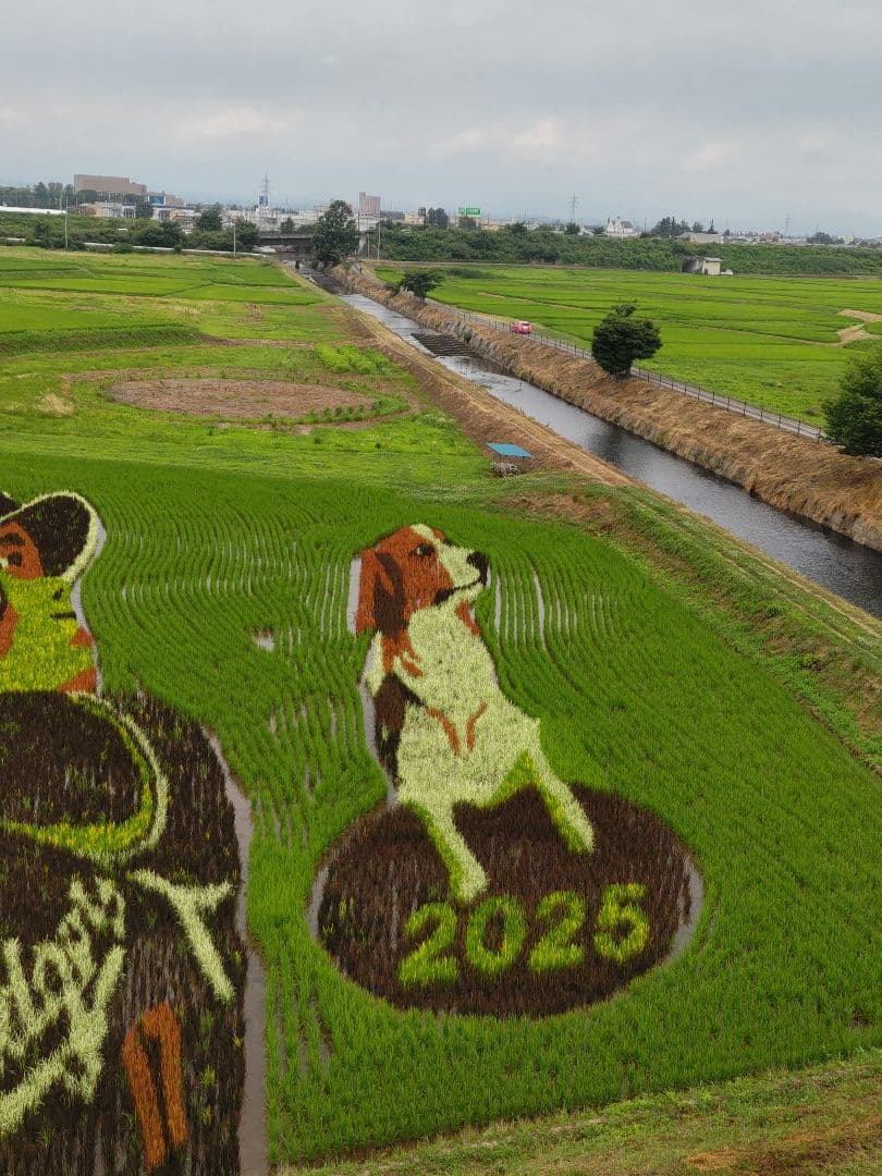 令和７年新蜜　日本みつばちの百花蜜　550ｇ✕4本（2.2㎏）