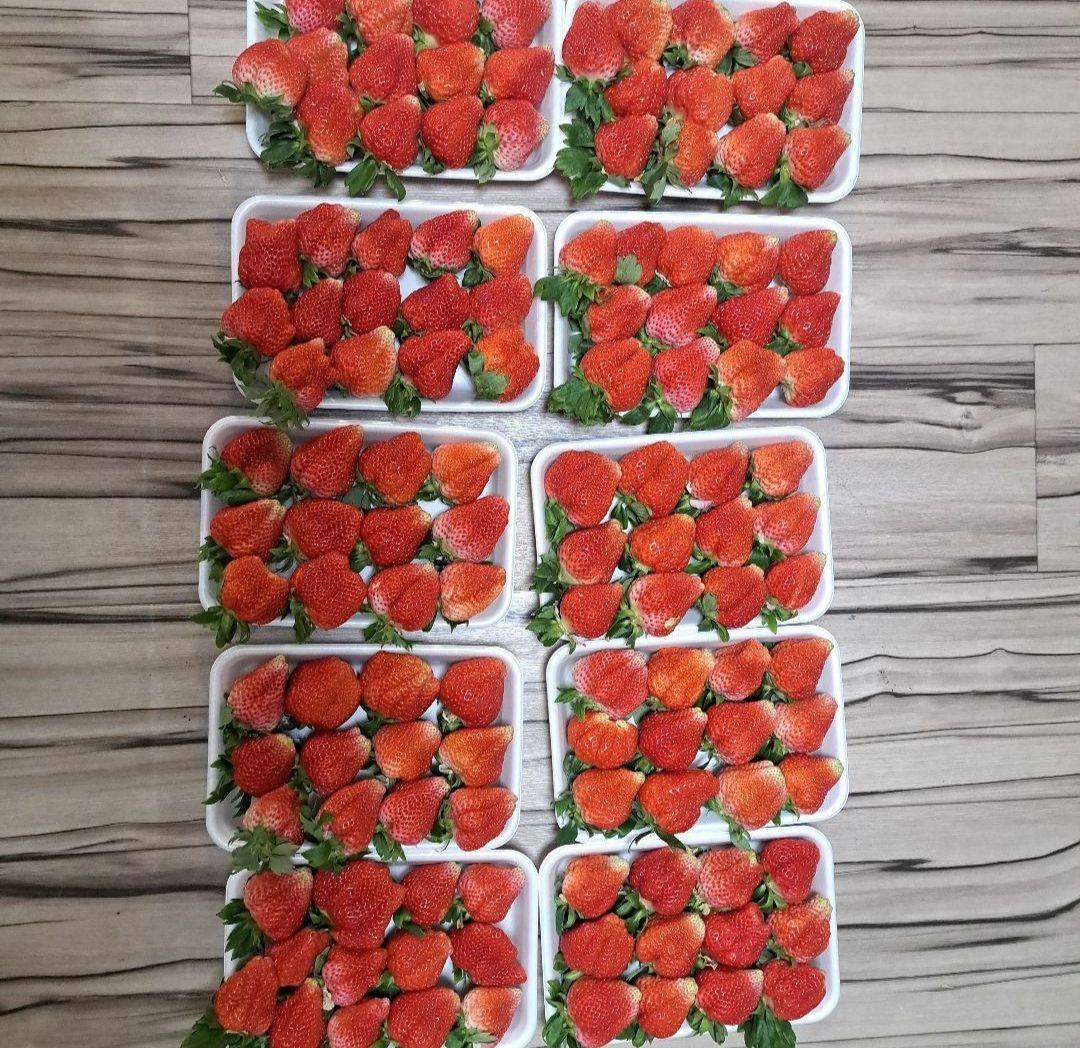 早い者勝ち❤️規格外大ゆうべに❤️500g×10パック5k14000