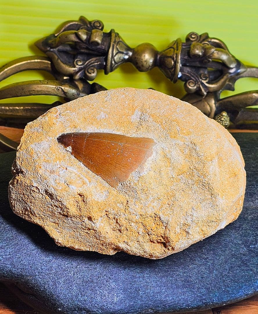 エネルギーを与える‼️モササウラスの牙 化石