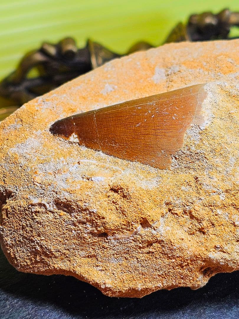 エネルギーを与える‼️モササウラスの牙 化石