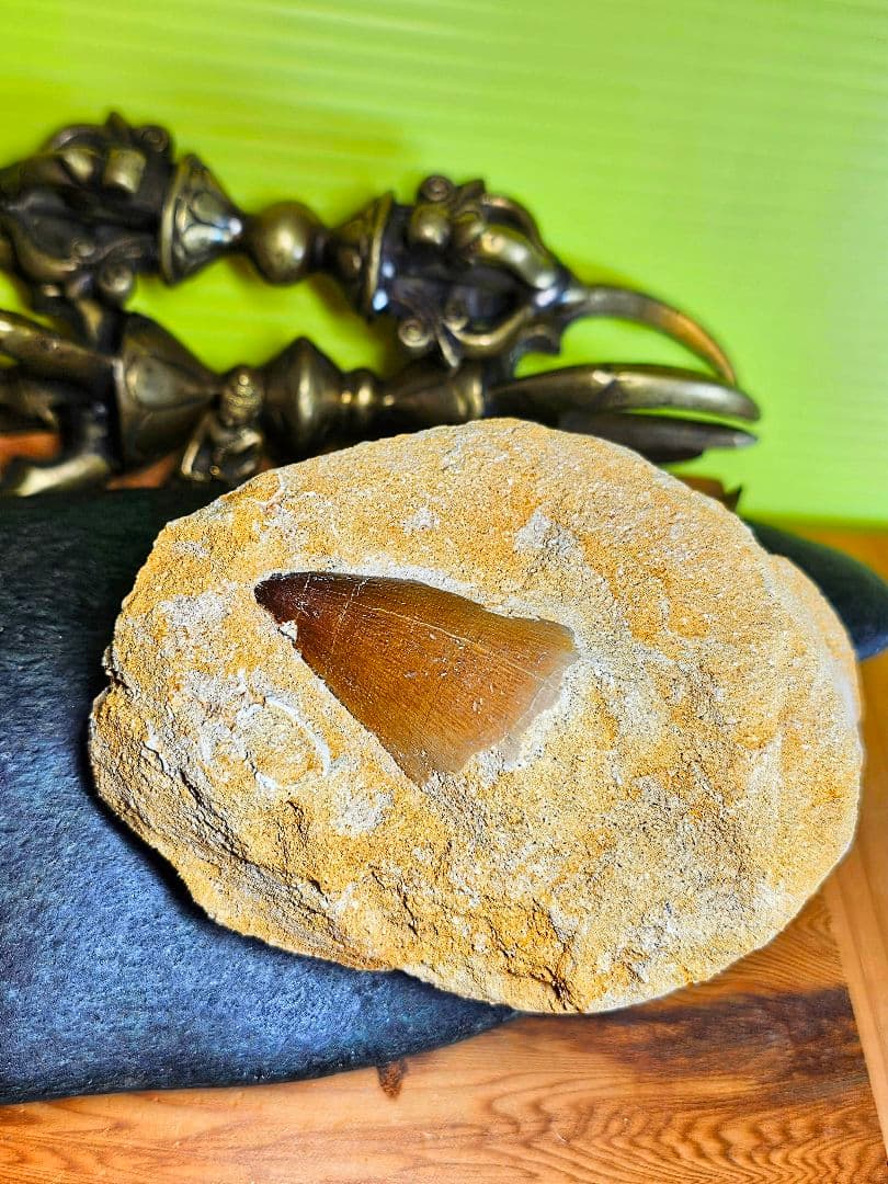 エネルギーを与える‼️モササウラスの牙 化石