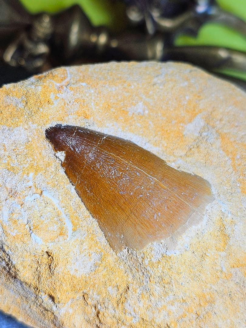 エネルギーを与える‼️モササウラスの牙 化石