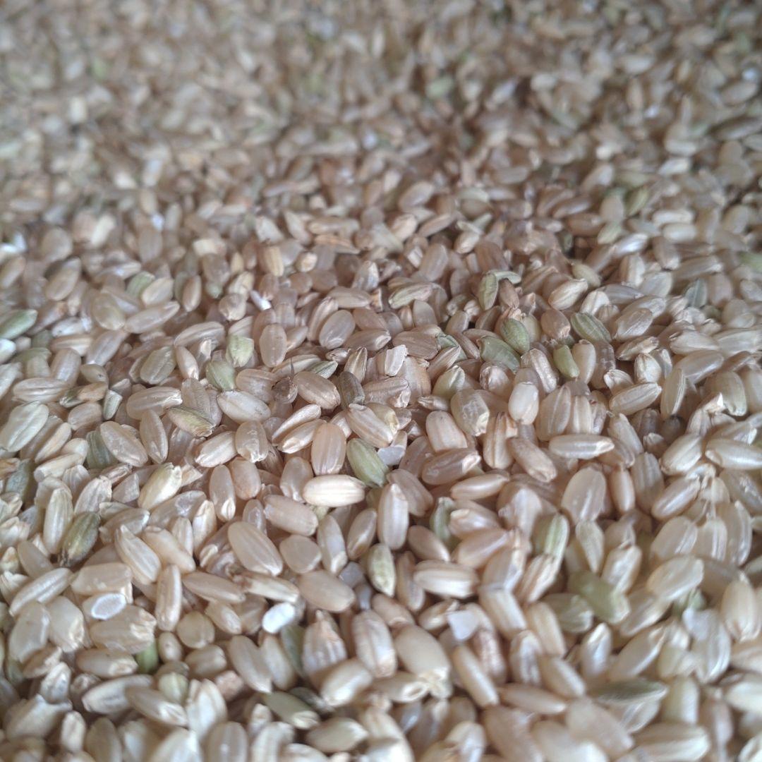 鹿児島県産 くず米 29kg