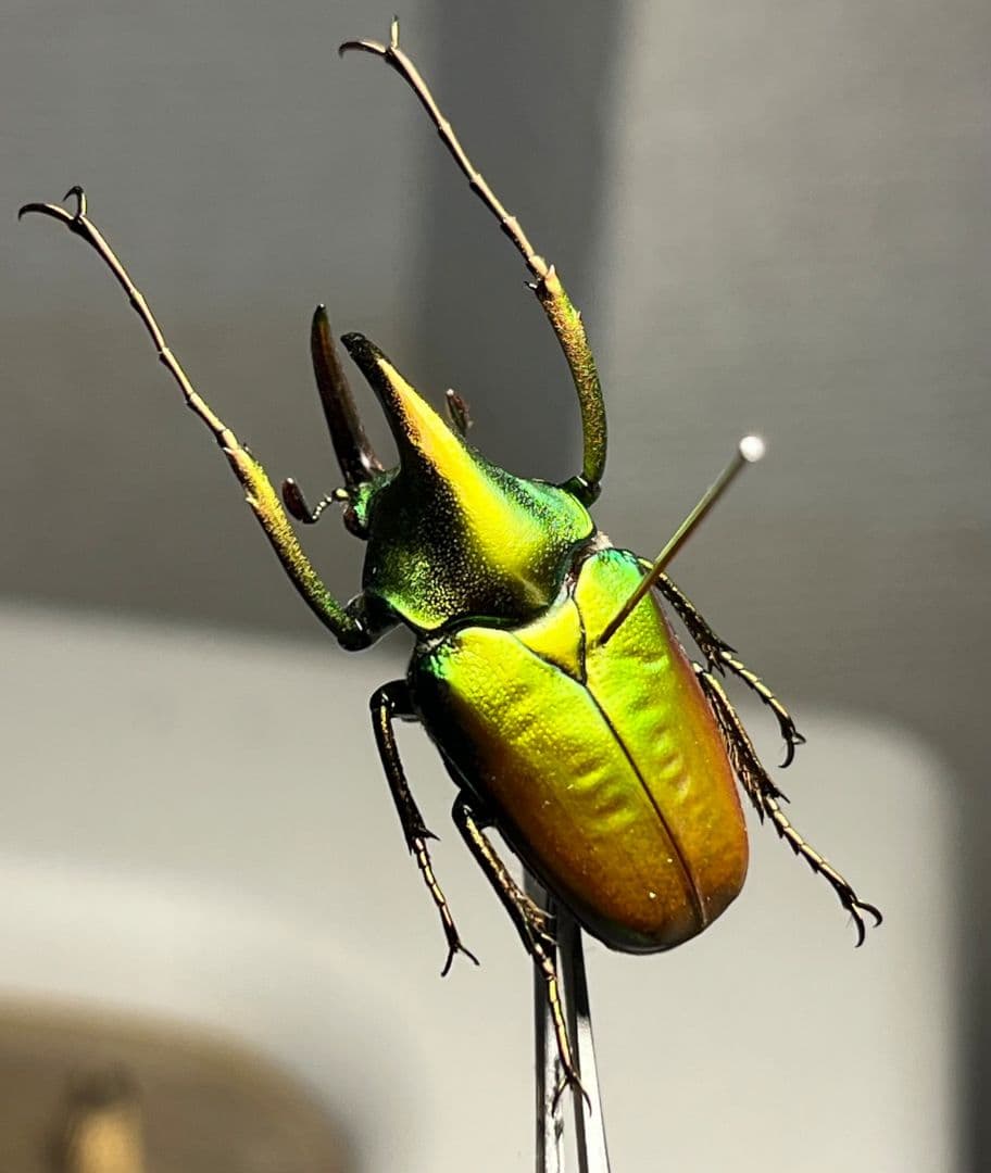 【31mm】カブトハナムグリ コガネムシ プラチナコガネ カナブン ゾウカブト