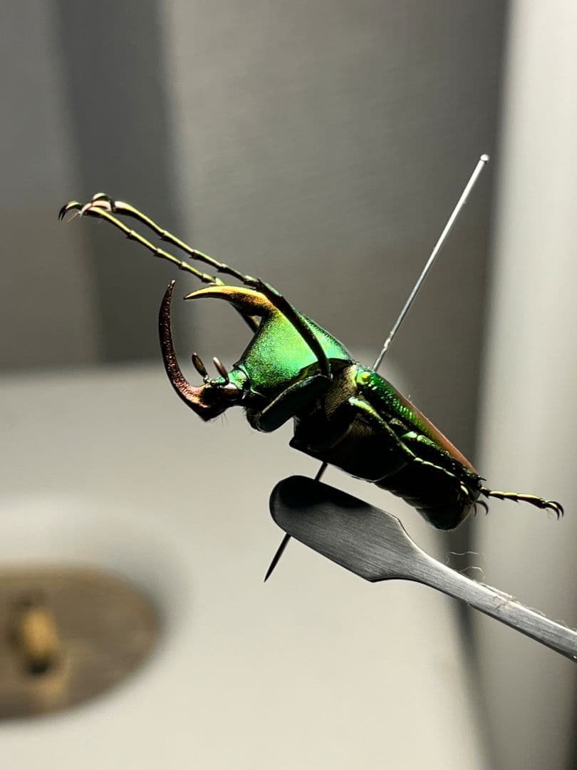 【31mm】カブトハナムグリ コガネムシ プラチナコガネ カナブン ゾウカブト