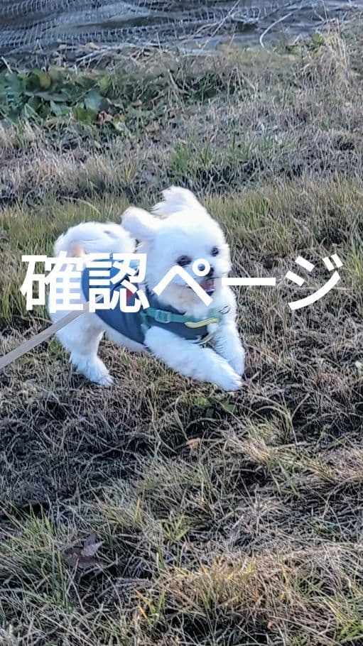 確認ページです。