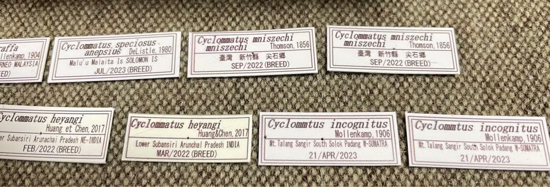 昆虫標本　キクロマトス13頭セット①