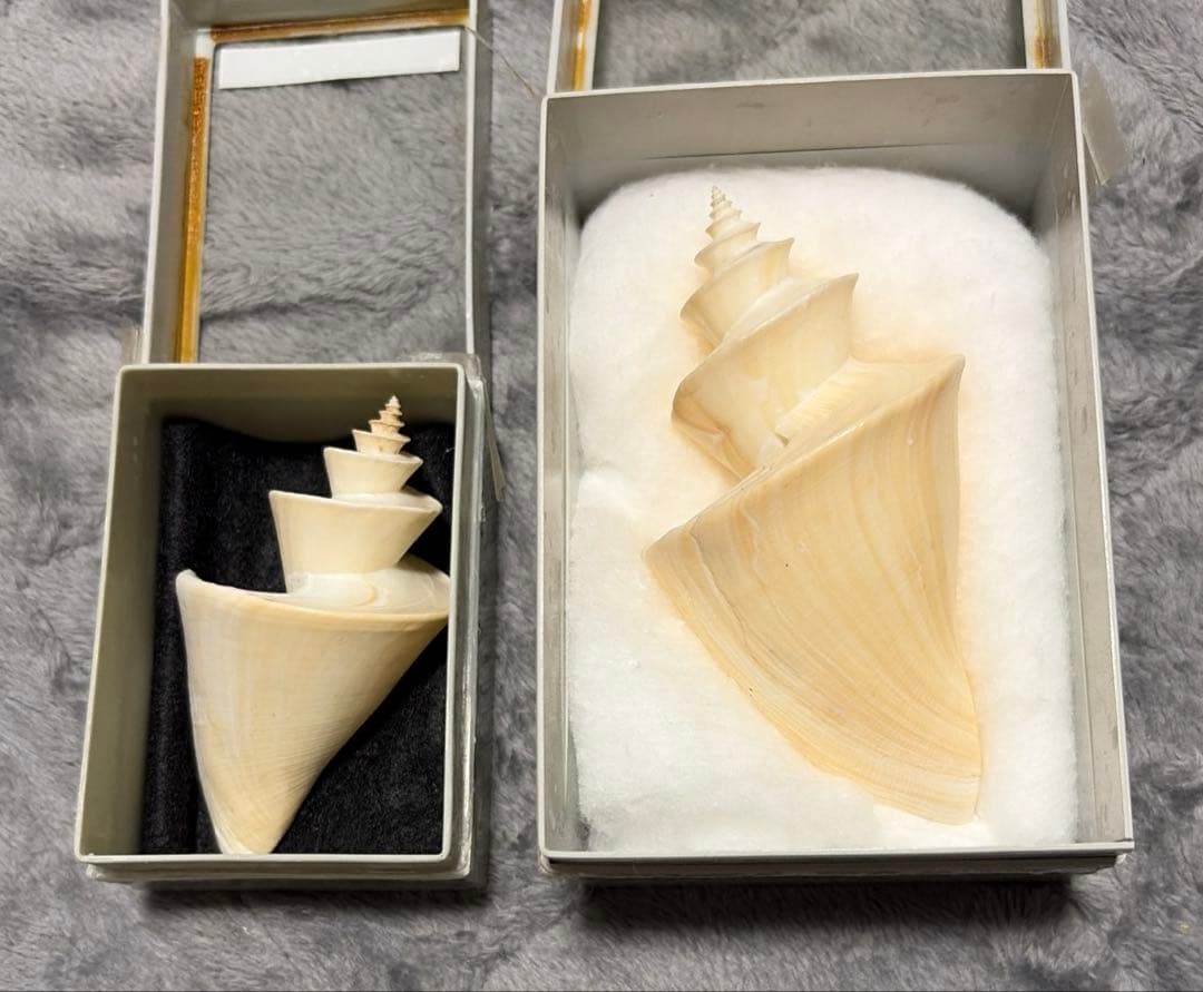 (超特大)チマキボラ　貝殻　標本　110mm クダマキガイ科