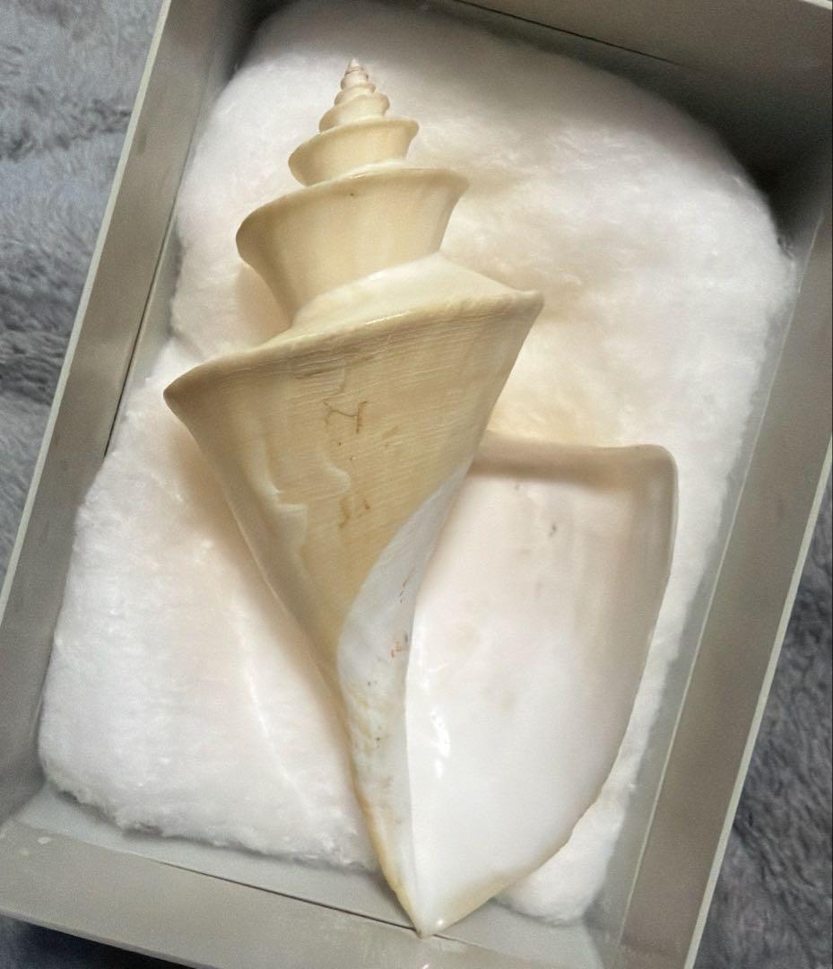 (超特大)チマキボラ　貝殻　標本　110mm クダマキガイ科