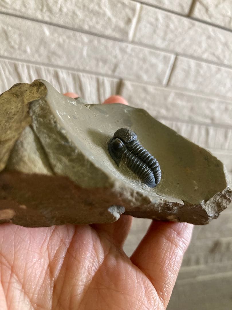 珍品　レア品　化石　コレクション　標本