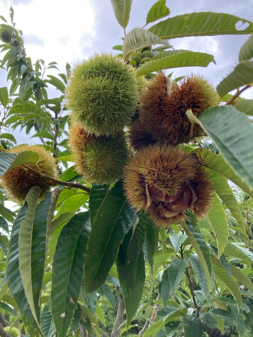 丹波栗特大サイズ　ぽろたん　3kg