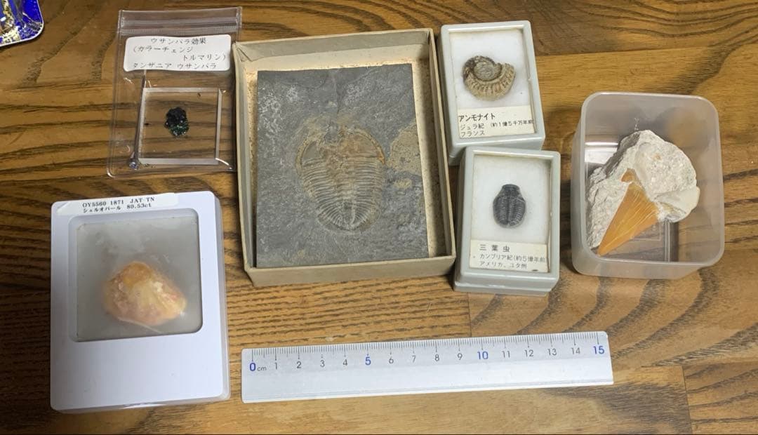 化石　三葉虫　アンモナイト　シェルオパール　メガロドンの歯