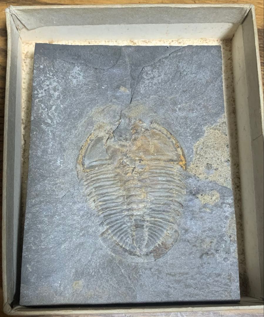 化石　三葉虫　アンモナイト　シェルオパール　メガロドンの歯