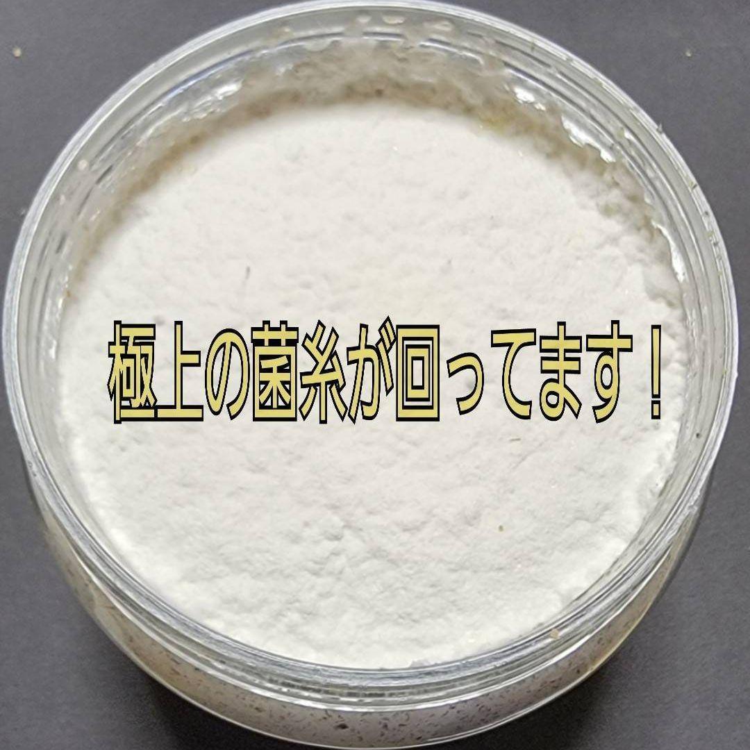 極上！黒アワビタ菌糸瓶【8本】初令、2令に最適な500ml☆小型の色虫にもお薦め