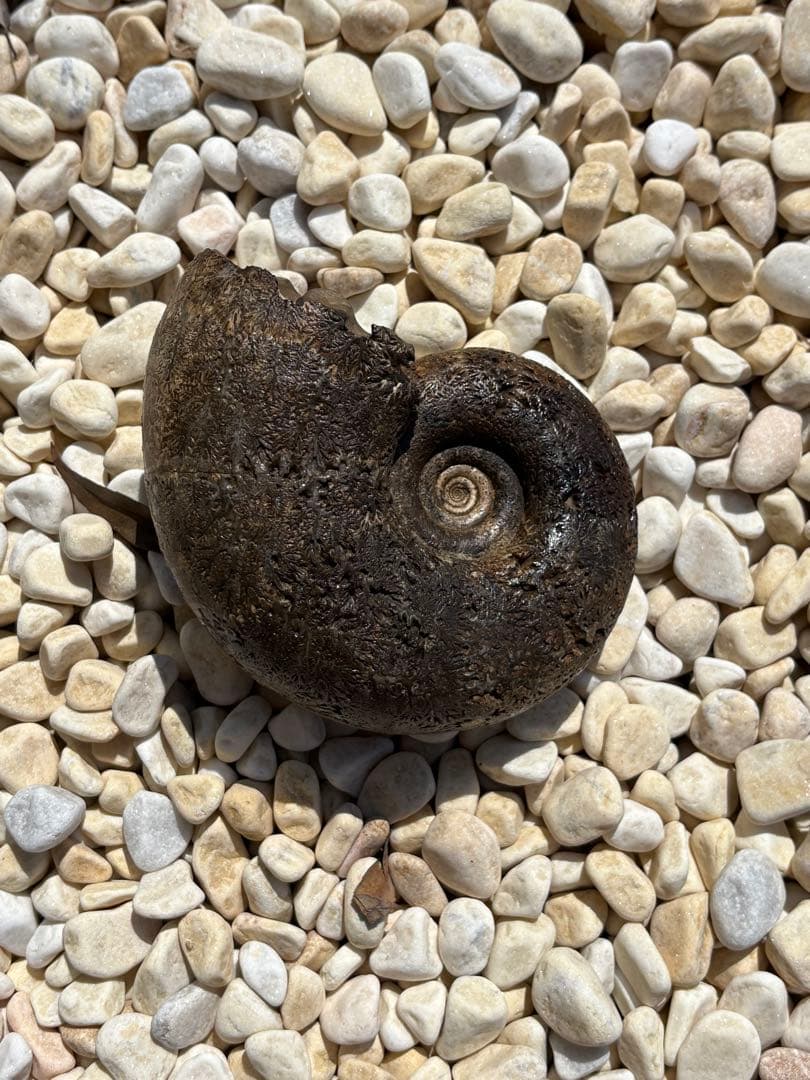 極美品　飴色の縫合線が見事なアンモナイトの女王　インターメディウム　化石