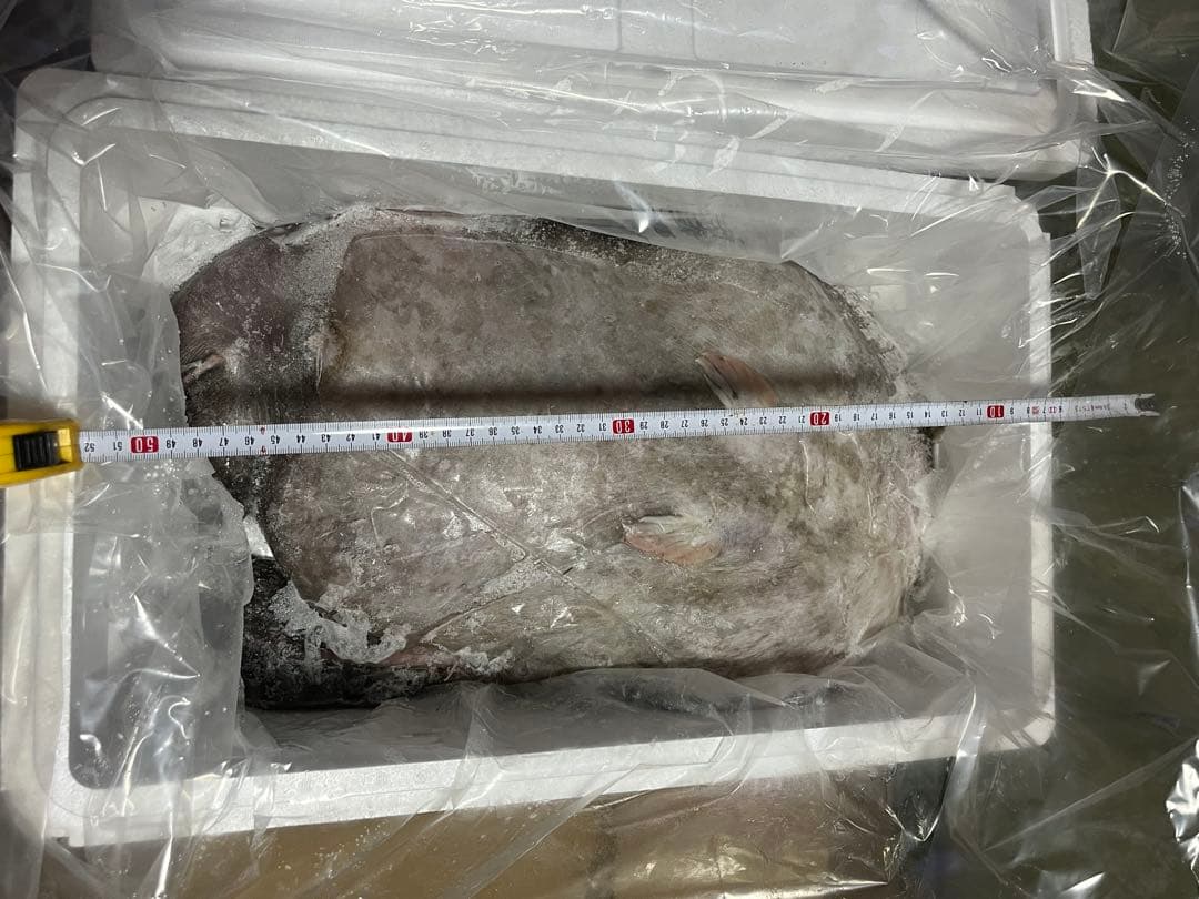 アンコウ　あんこう鍋　7.7キロ