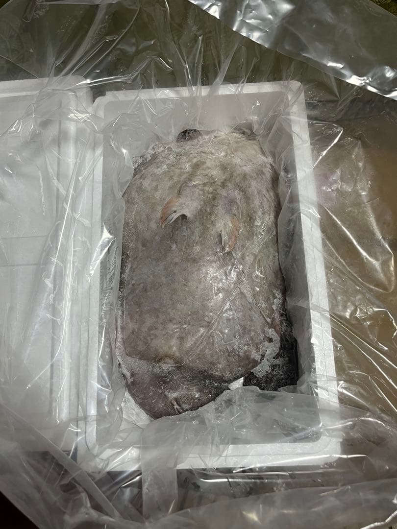 アンコウ　あんこう鍋　7.7キロ