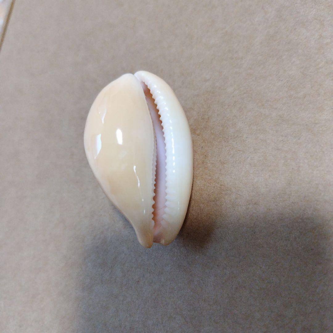 ニッポンダカラ　タカラガイ　F+++