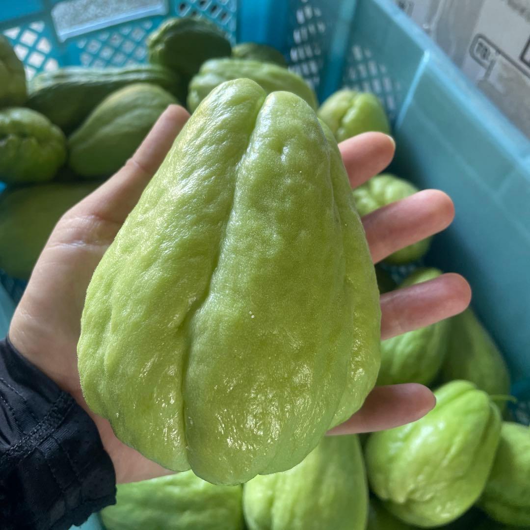 ハヤトウリ　約25kg 箱込み　無農薬