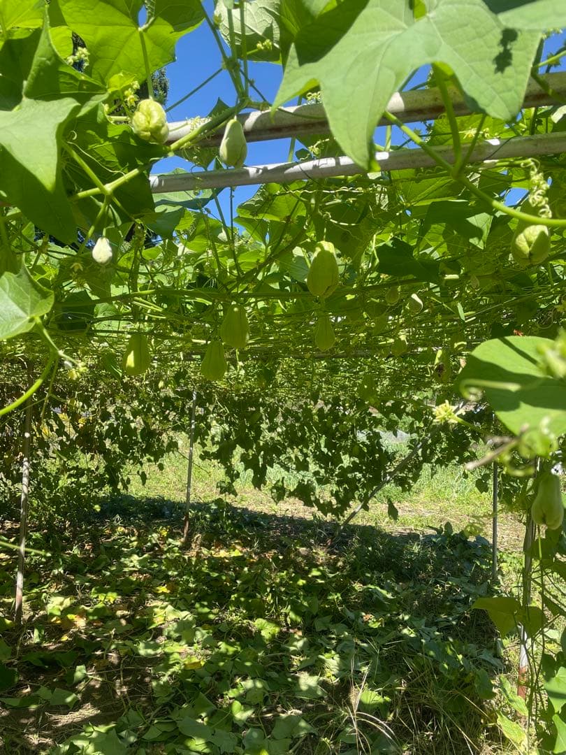 ハヤトウリ　約25kg 箱込み　無農薬