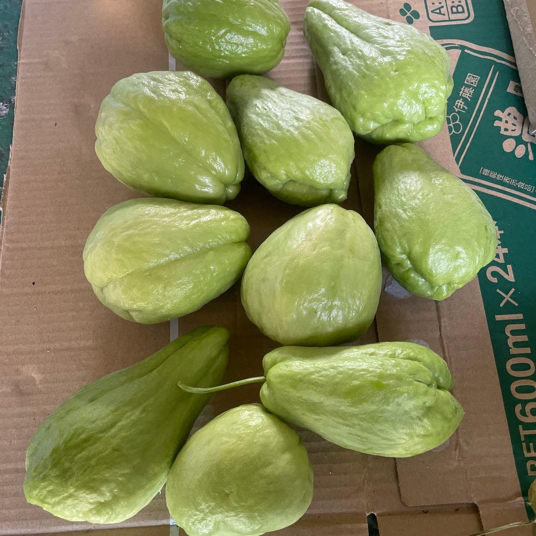 ハヤトウリ　約25kg 箱込み　無農薬