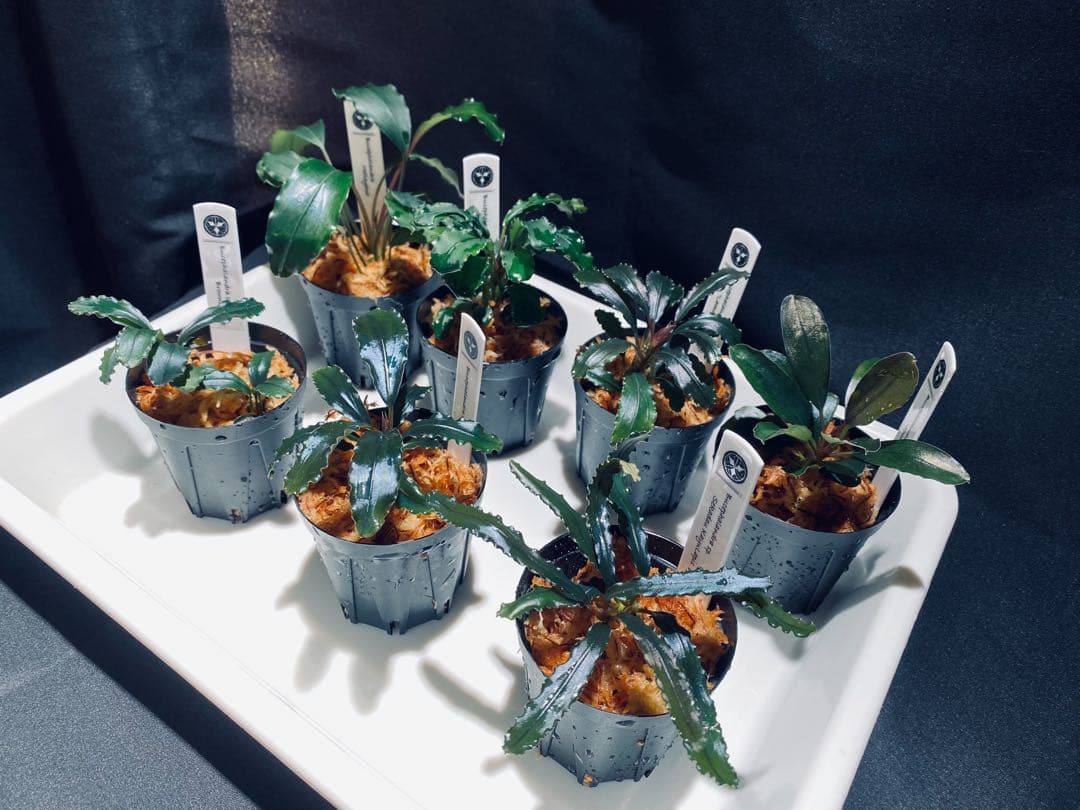 【ハイクラス②】ブセファランドラセット