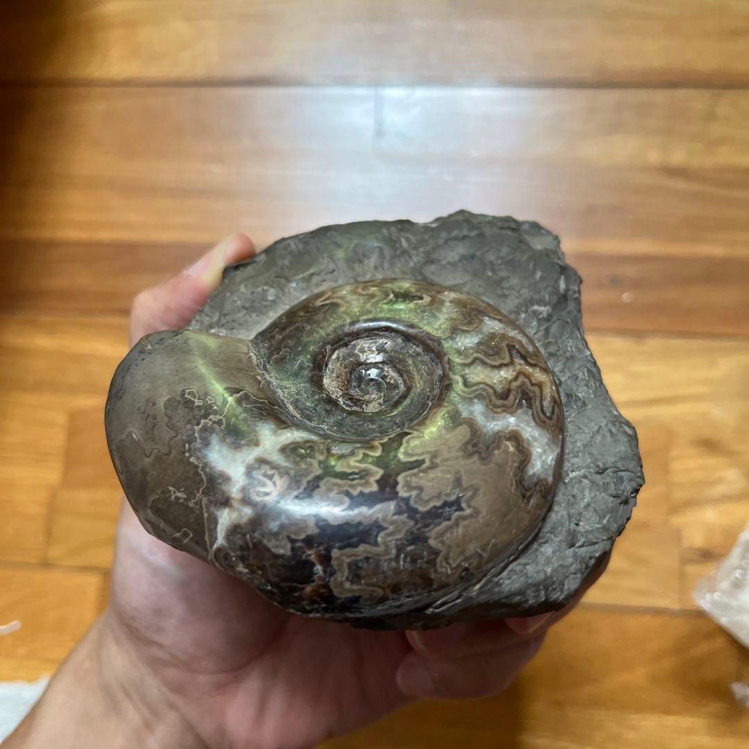 アンモナイト　化石　置物