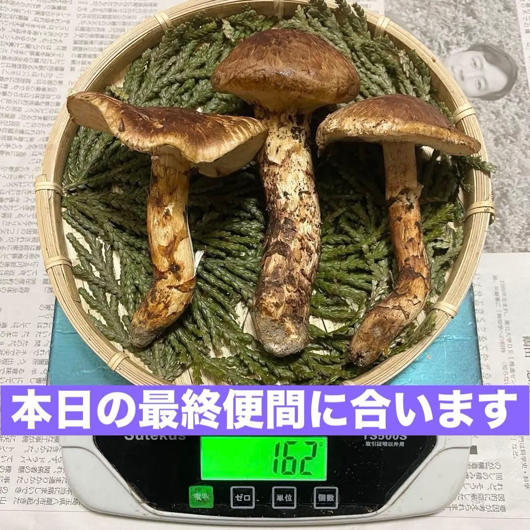 天然きのこ 松茸 国産 マツタケ まつたけ 山形県産 森の凛さん採取 その209