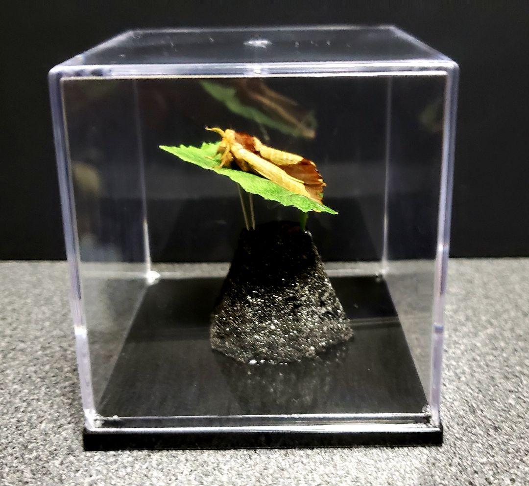 くなりみい出品 立体標本8点