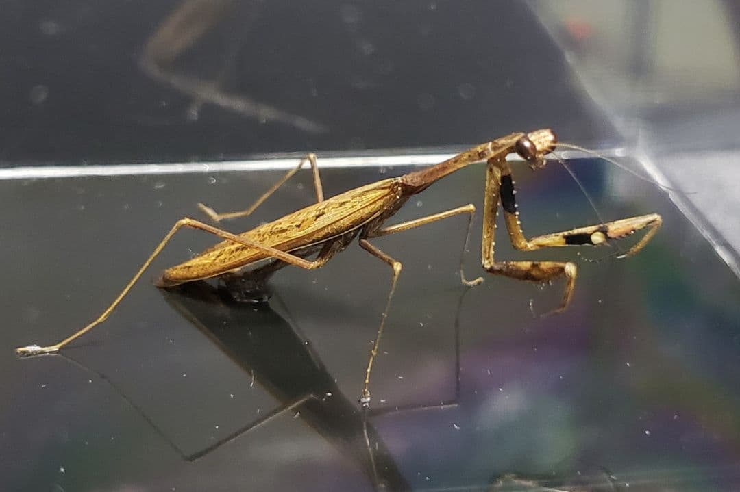 くなりみい出品 立体標本8点