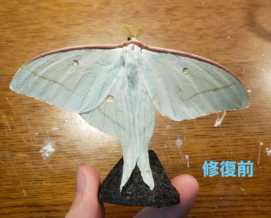 くなりみい出品 立体標本8点