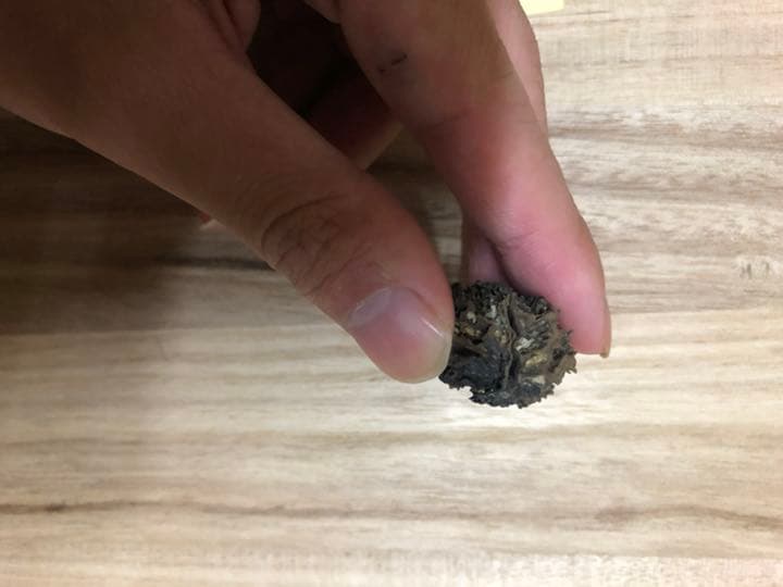 バタグルミ化石　③