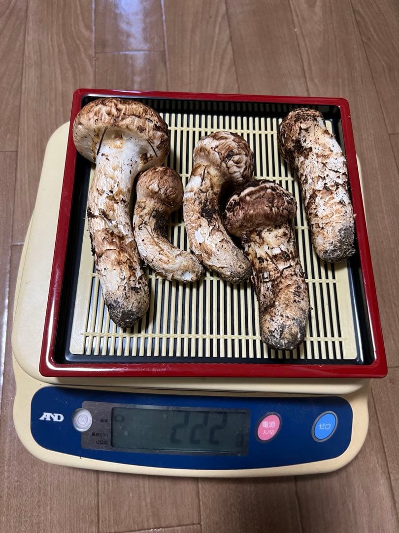 10/12朝採れ　岐阜県産　天然マツタケ　222g