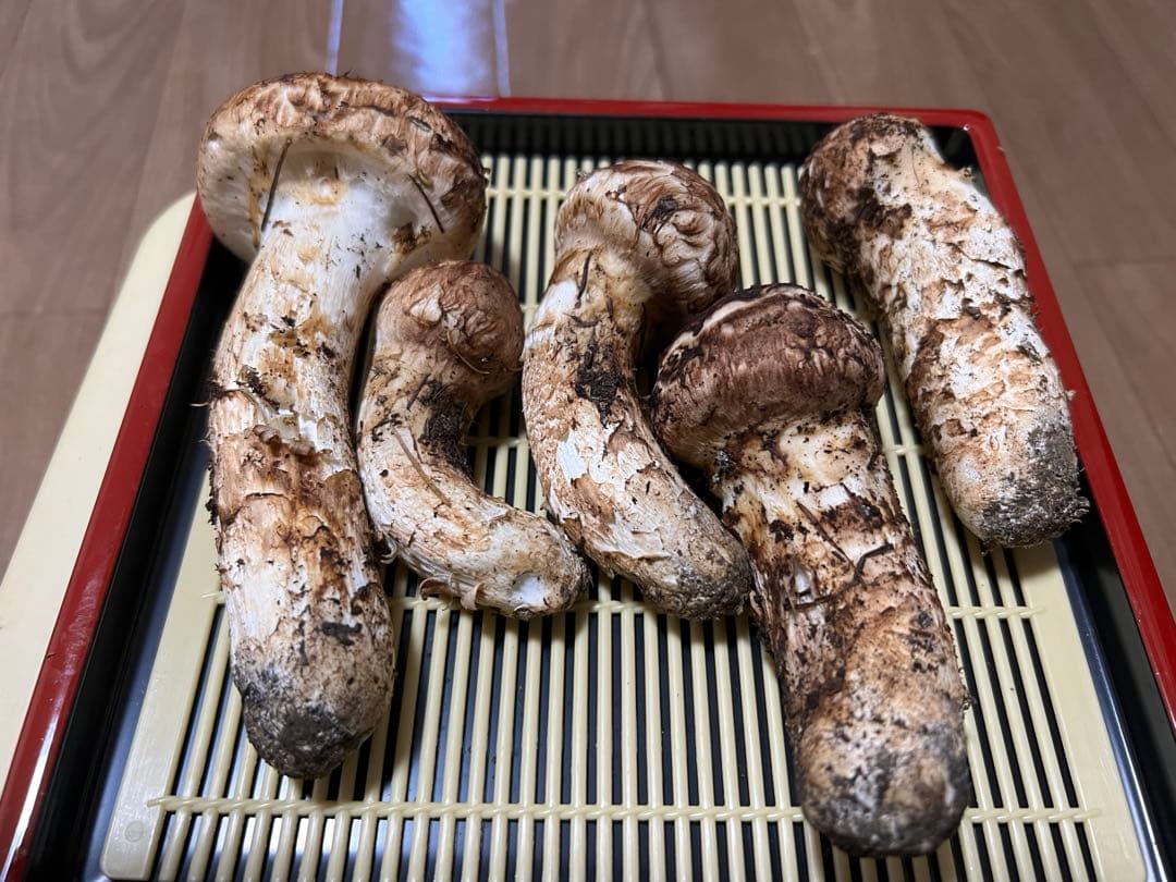 10/12朝採れ　岐阜県産　天然マツタケ　222g