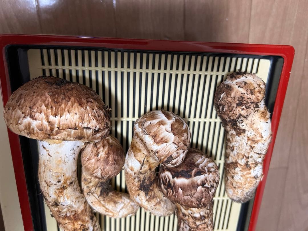 10/12朝採れ　岐阜県産　天然マツタケ　222g