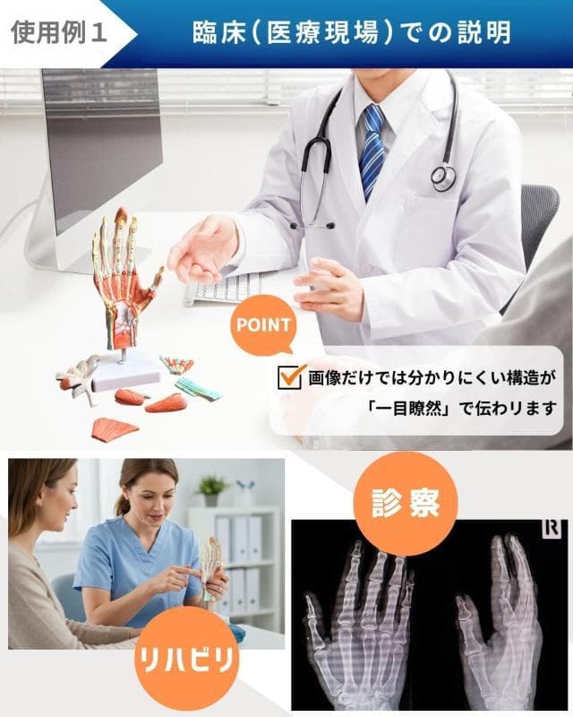 【未開封新品】手解剖模型 7パーツ分解モデル 等身大